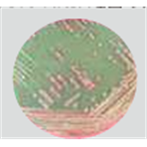 ASH理化制作所 培养基 MRSA