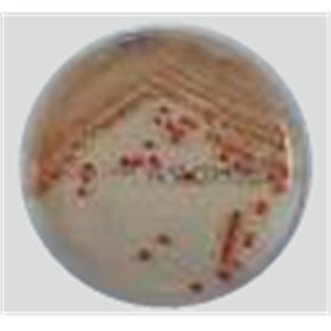 ASH理化制作所 培养基 MDRA