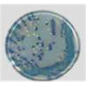 ASH理化制作所 分离培养基 717598-1