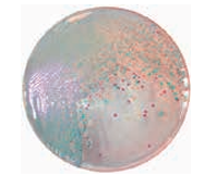 ASH理化制作所 弧菌/霍乱 49958-35