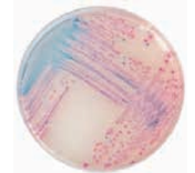 ASH理化制作所 病原性微生物 717724-4