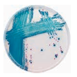 ASH理化制作所 病原性微生物 72147