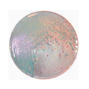 ASH理化制作所 弧菌/霍乱 71150-35