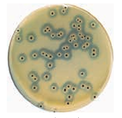 ASH理化制作所 病原性微生物 717512-1