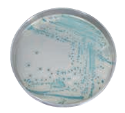 ASH理化制作所 病原性微生物 713141-1