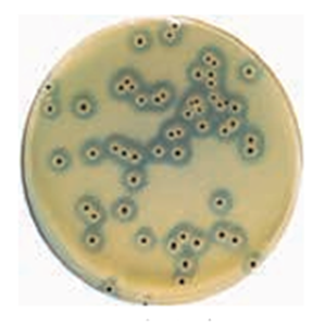 ASH理化制作所 病原性微生物 717725-0