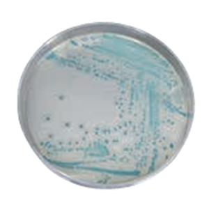 ASH理化制作所 病原性微生物 711897-5