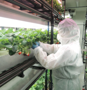 日本SINFONIA 仅使用人工光的工厂系统