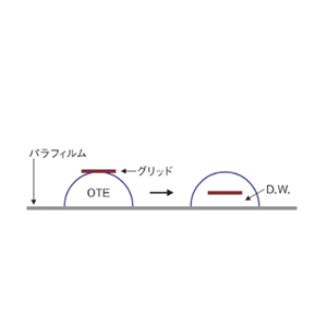 日本NISSHIN日新 0TE粉 Cat.No.332